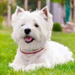 Las 10 Razas de Perros Pequeños Blancos más Populares para Tener como Mascota