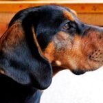 Las Mejores Razas de Perros de Caza: Guía Completa para Encontrar al Compañero Perfecto en tus Salidas al Campo