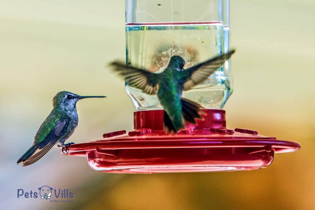 colibríes bebiendo en el comedero