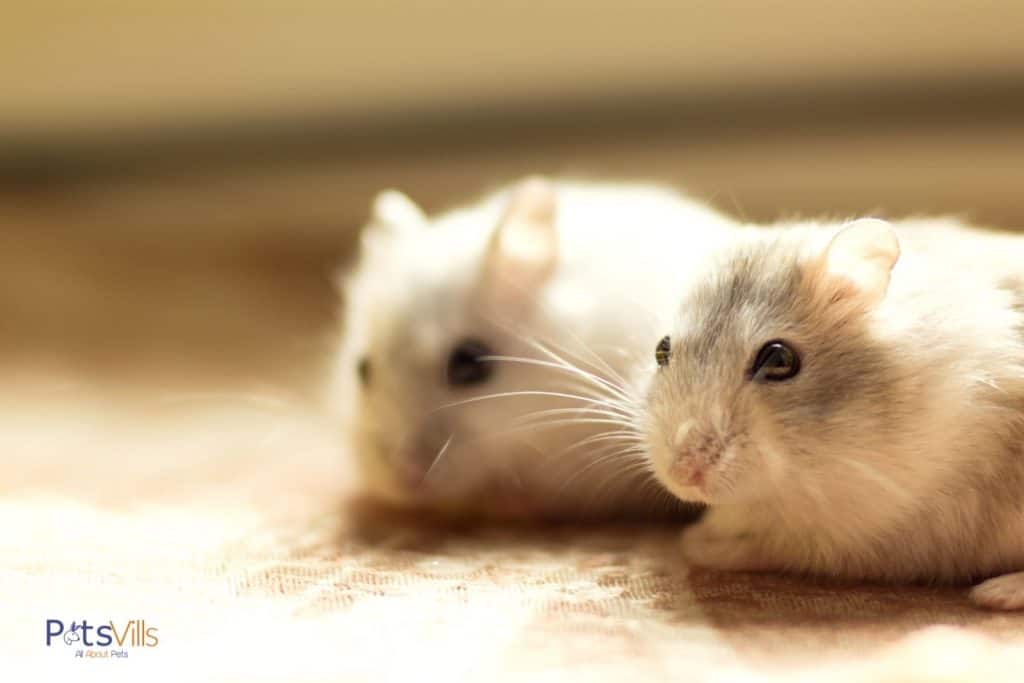 una bonita pareja de hamsters enanos blancos de invierno