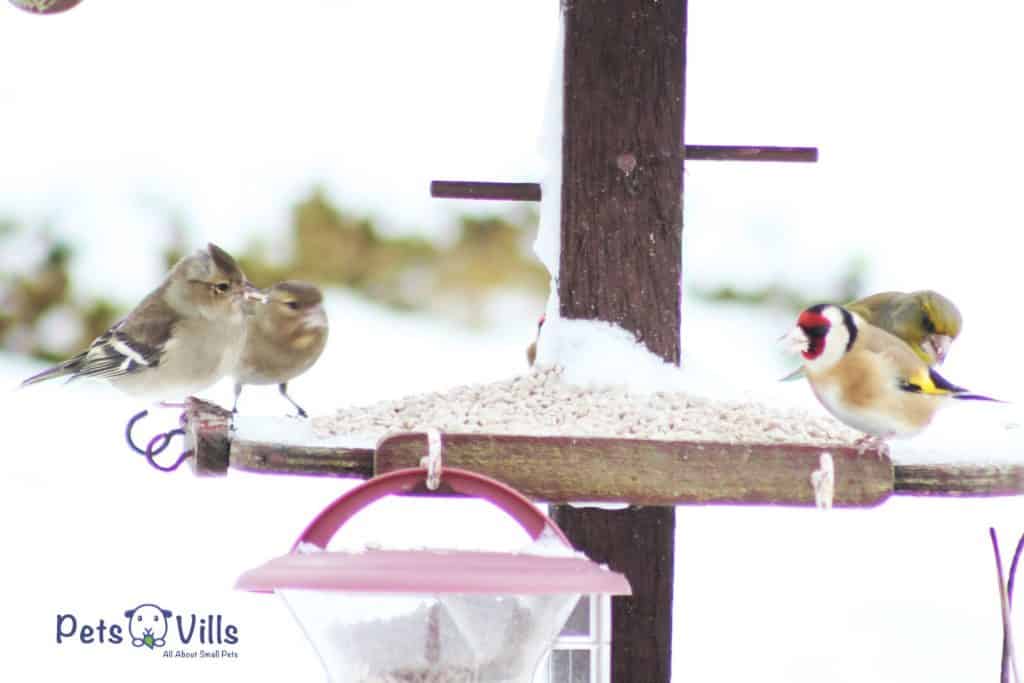 pájaros comiendo mientras nieva