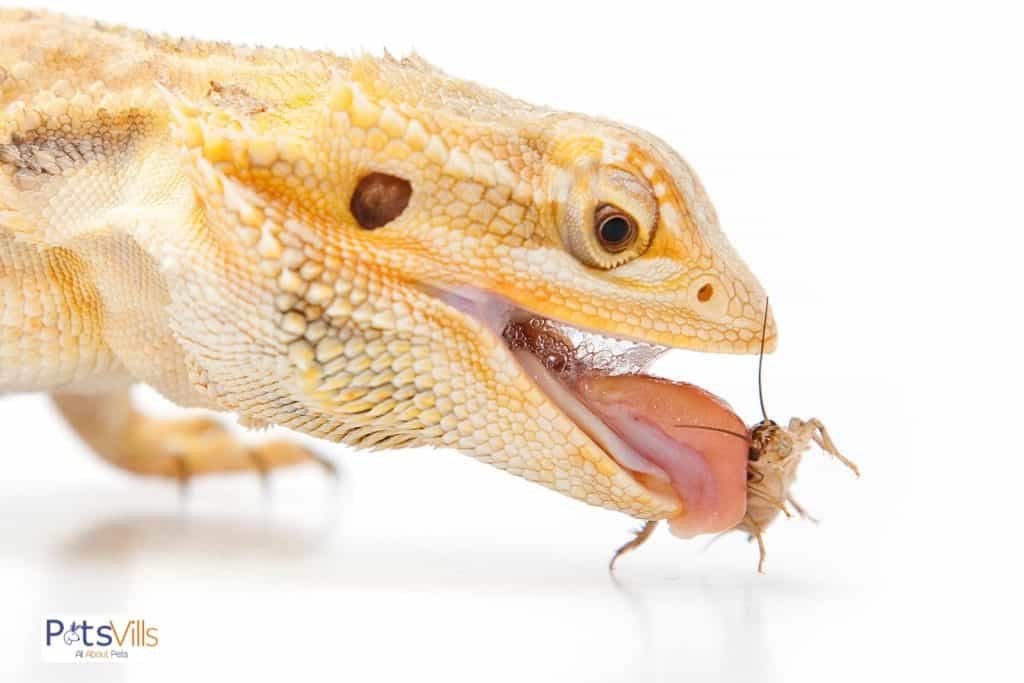 dragón barbudo comiendo un insecto