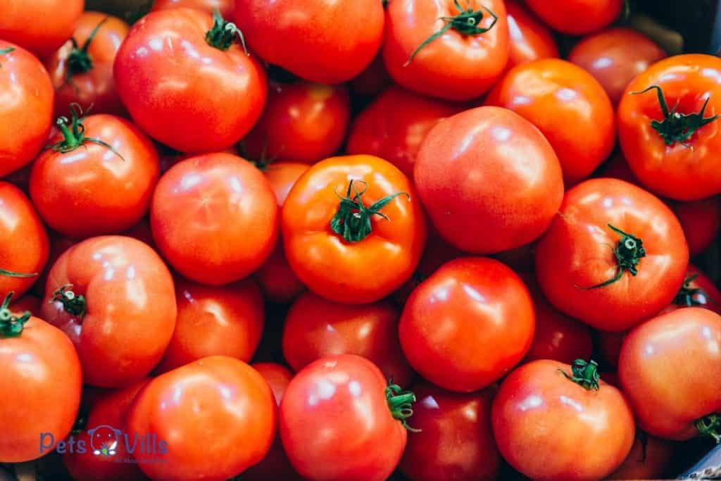 manojo de tomates maduros