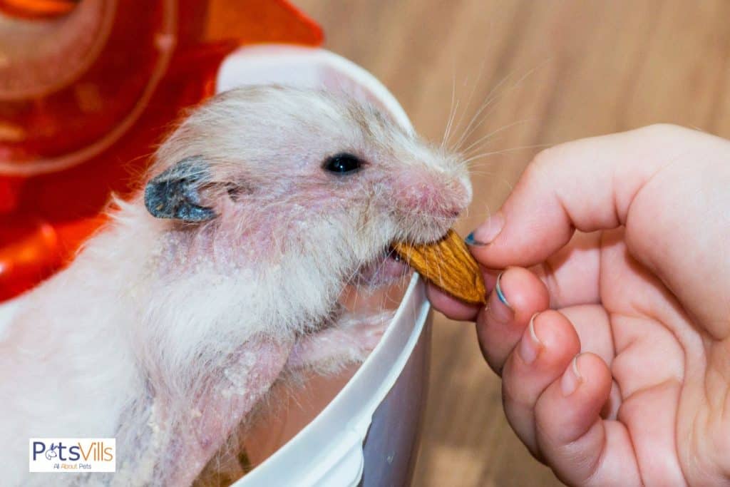 hamster comiendo almendra pero que frutos secos pueden comer los hamsters