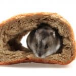 un hamster con pan