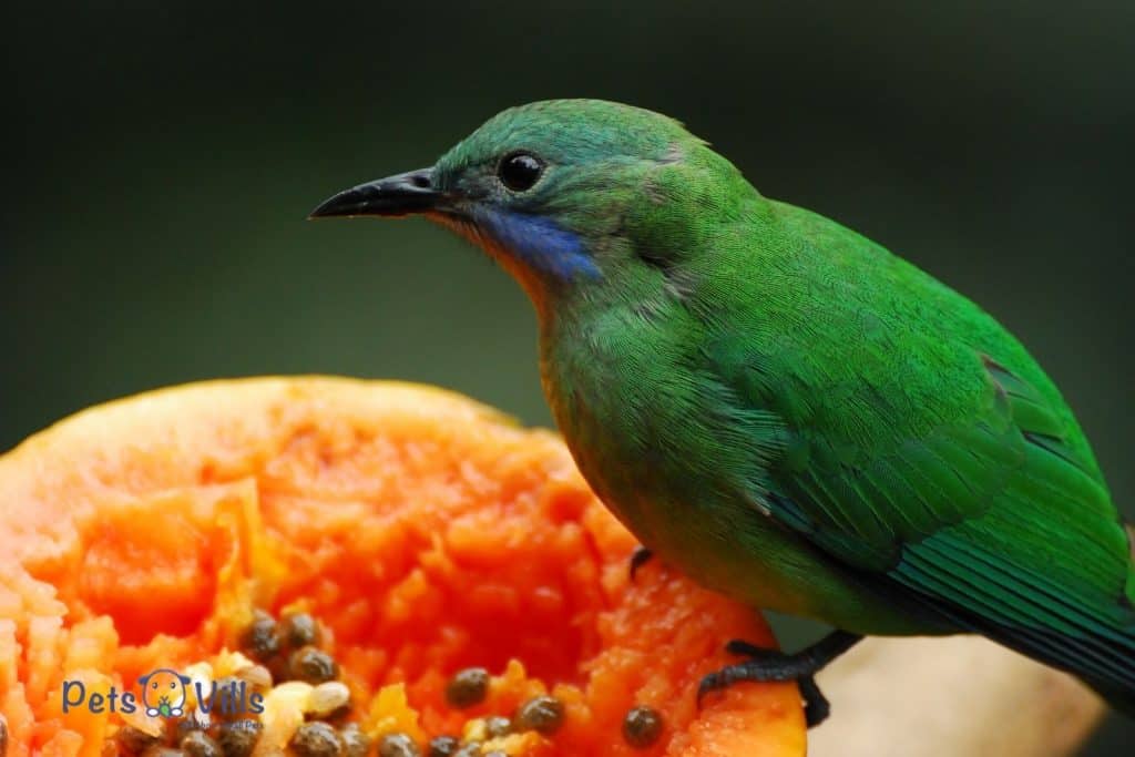 pájaro comiendo fruta