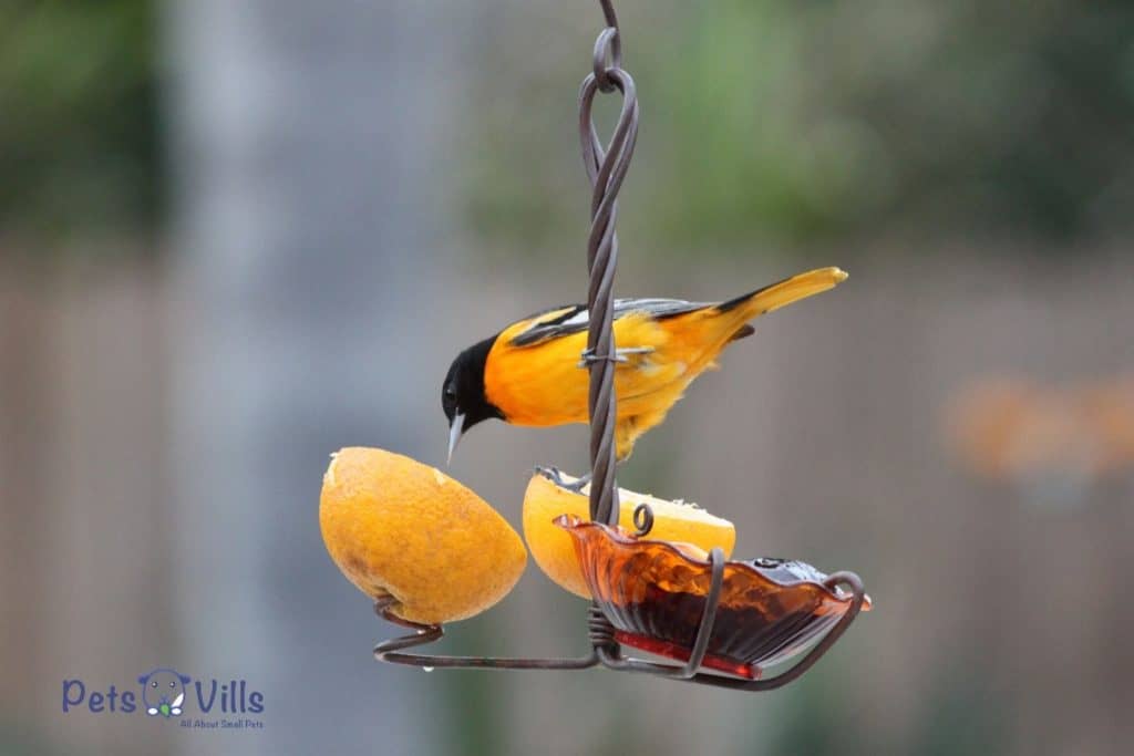 pájaro comiendo naranja