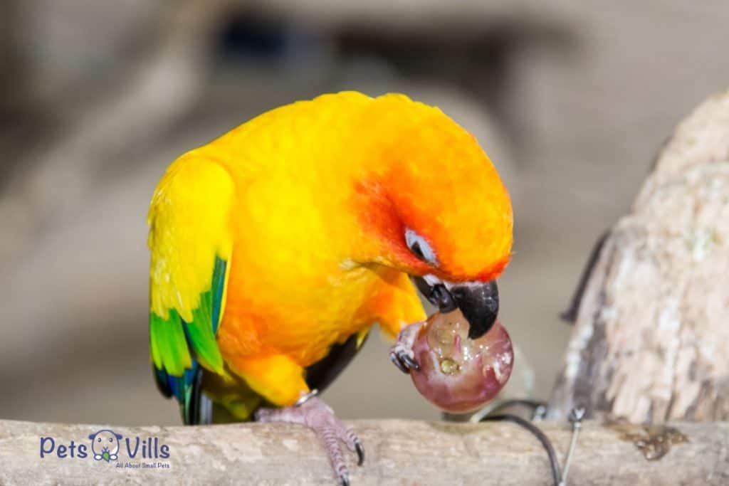 pájaro comiendo uvas
