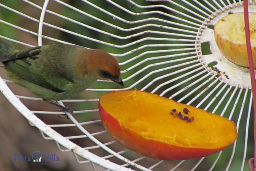 pájaro comiendo mangos