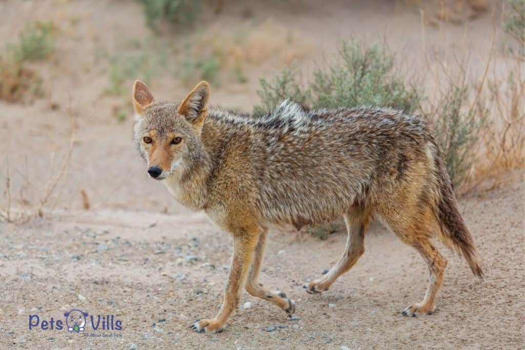 la caza del coyote en el desierto