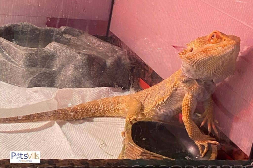 dragón barbudo amarillo en una jaula de dragón barbudo de tamaño correcto
