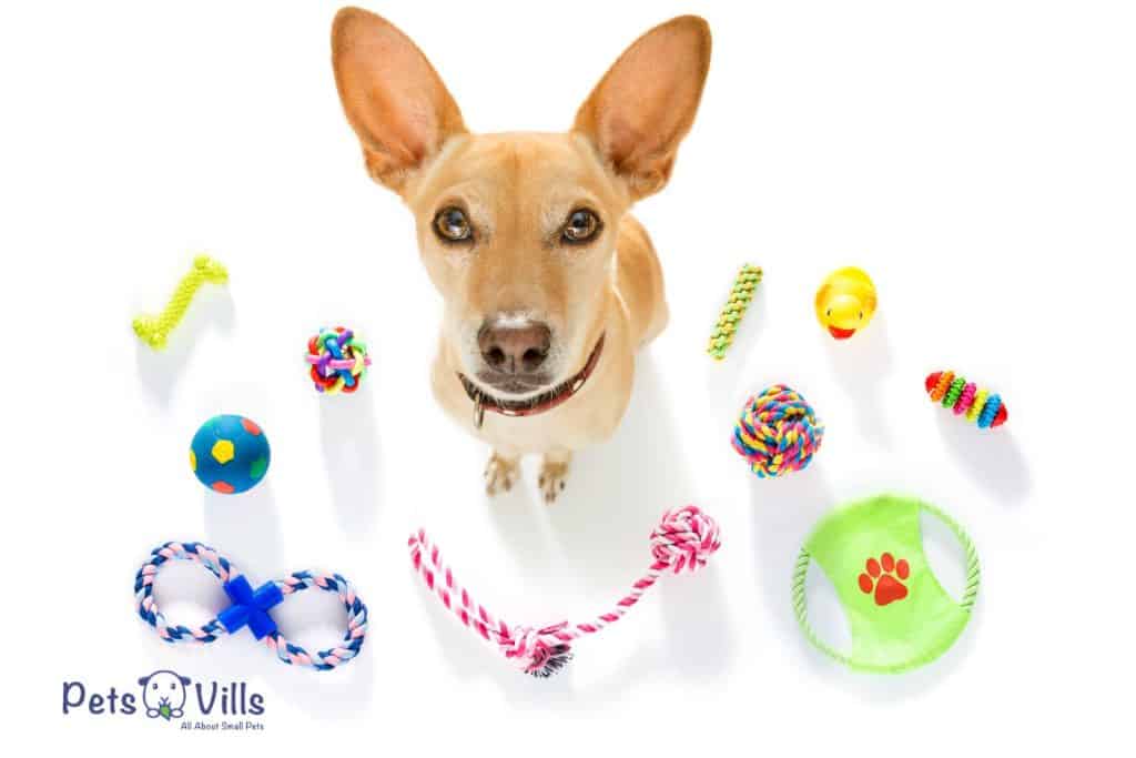 perro rodeado de diferentes tipos de juguetes