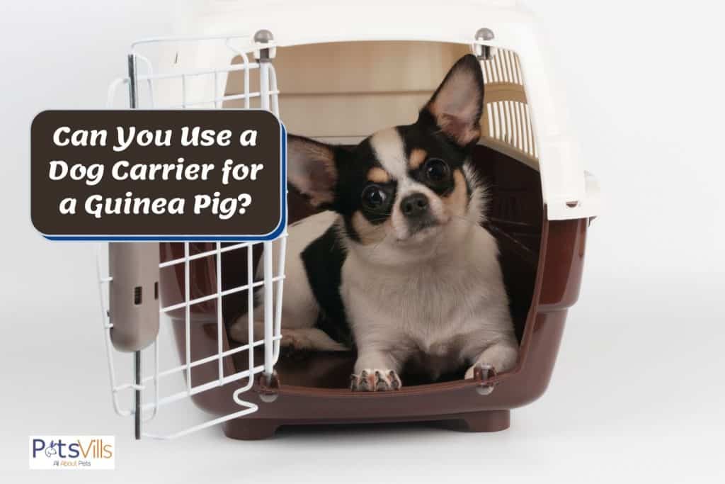un bonito perro dentro de su transportín, pero ¿se puede utilizar un transportín de perro para una cobaya?