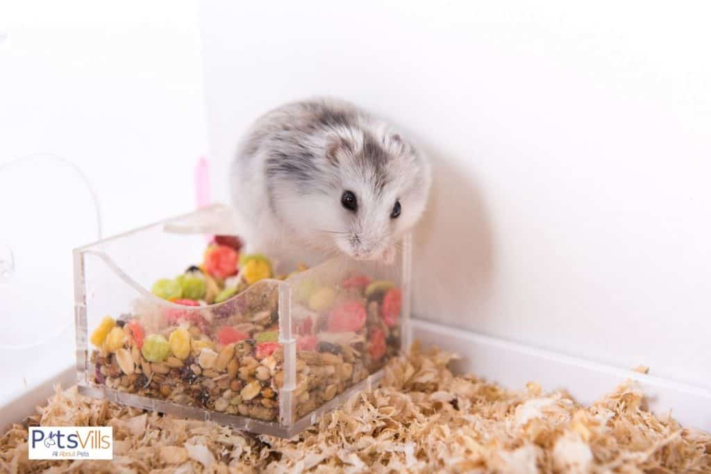 hamster comiendo fruta seca