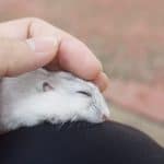 hamster durmiendo la siesta en la mano, ¿les gusta a los hamsters que les cojan en brazos?