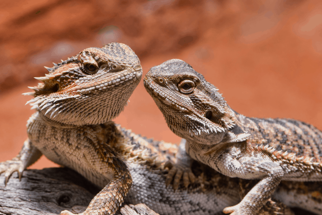 una pareja de hembra y macho de dragón barbudo se merecen unos nombres de pareja de dragón barbudo que sean perfectos para ellos