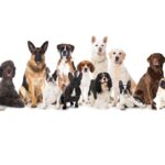 Cómo identificar si tu perro pertenece a una raza grande: características y rasgos distintivos