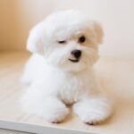 Descubre las mejores razas de perros blancos para tener como mascota en casa