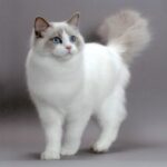 Descubre las fascinantes razas de gatos blanco con gris que enamoran a todos