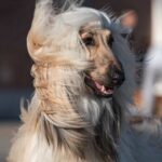 10 Razas de Perros con el Pelaje más Abundante que te Sorprenderán