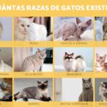 Descubre la sorprendente diversidad felina: ¿cuántas razas de gatos existen?