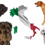 Las 5 mejores razas de perros italianos que debes conocer: características y curiosidades