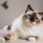 Los gatos finos y peludos más elegantes: Descubre las razas más fascinantes