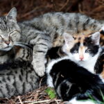 La diversidad en felinos: ¿Por qué los gatos nacen de diferentes colores?