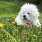 Las 10 razas de perros peludos blancos más adorables y populares