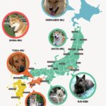 Las 5 razas de perros japoneses más populares y sus características