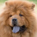 Descubre la sorprendente raza de perro con lengua azul: características y curiosidades