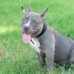 Pitbull Blue: Todo lo que debes saber sobre esta raza de perros