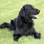 Todo lo que debes saber sobre la raza de perros Golden Retriever negro: características, cuidados y curiosidades