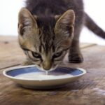 ¿Cuándo dejan de tomar leche los gatos? Averigua a qué edad deben dejar de beber leche tus gatitos