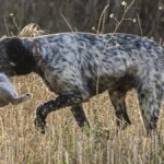 Las 10 mejores razas de perros de caza para entrenar y disfrutar al aire libre