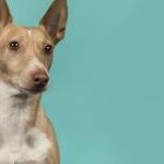 Descubre las mejores razas de perros con orejas paradas: Características y cuidados