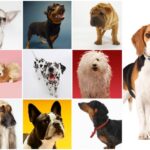 Descubre las 5 razas de perros más obedientes para entrenar en casa