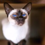 Galería de fotos de Gatos Siameses: Belleza felina en su máxima expresión