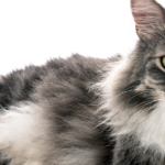 Descubre todo sobre los gatos de raza Bosque de Noruega en Chile: características y cuidados