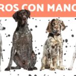 Descubre las 10 mejores razas de perros con manchas negras para adoptar