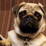 5 razas de perros con ojos saltones más adorables y curiosas