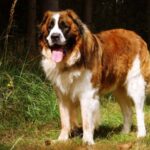 Descubre las mejores razas de perros rusos: características y curiosidades
