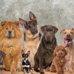 Las 10 razas de perros más delgadas y elegantes que debes conocer: ¡Descubre sus características!