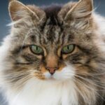 Las 10 razas de gatos más peludos: Conoce a estos hermosos felinos