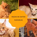 Descubre las fascinantes características de las razas de gatos naranjas