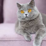 Descubre las maravillosas características de las razas de gatos grises