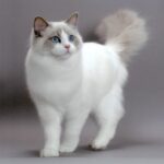 Descubre las distintas razas de gatos blancos y sus características