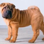 Las Mejores Razas de Perros Gorditos para Tener en Casa: Descubre Cuáles Son las Más Adorables