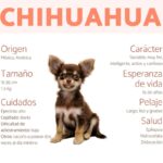 Conoce las características y curiosidades de las razas de perros Chihuahua cabeza de venado