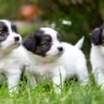 Las Mejores Razas de Perros Peludos: Descubre cuáles son las más adorables y cariñosas